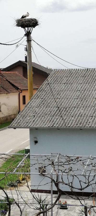 Bela Golobica Ferienhaus Bogojina